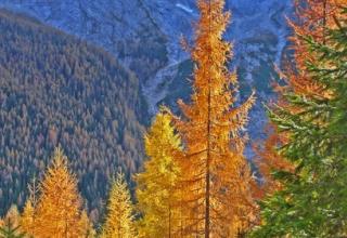 ALTO ADIGE