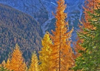 ALTO ADIGE